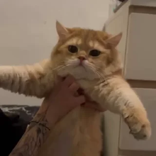 😶 emoji Котёнок Ра — @camissad0 Telegram sticker 7 of 34