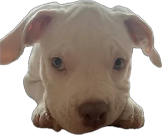 🥺 emoji пидр на рабочем месте Telegram sticker 16 of 42