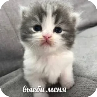 Sticker from Pussy tastes delicious