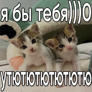 🥰 emoji мемновые коти 3 Telegram sticker 13 of 107