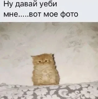 🥺 emoji вьзуьпз? Telegram sticker 14 of 120