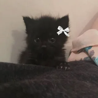 Sticker from Черные Котята💖