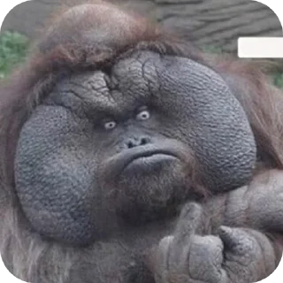 🤲 emoji Алкаши Telegram sticker 10 of 45