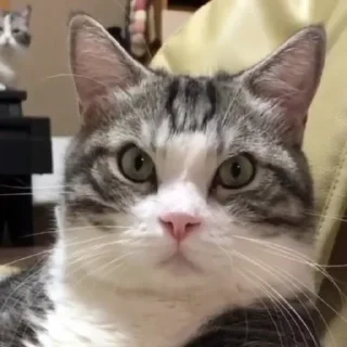 🤨 emoji купить бы джып Telegram sticker 20 of 30