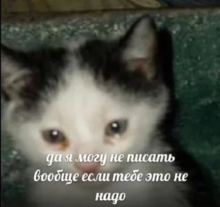 🌟 emoji Котярки Telegram sticker 21 of 23