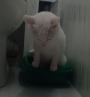 Sticker from cats