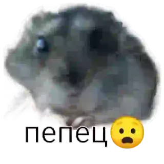 😀 emoji Хомячок Елизавета ❤️👼 Telegram sticker 13 of 16