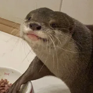 😁 emoji Otters🦦by @nightlitestick Telegram sticker 11 of 40