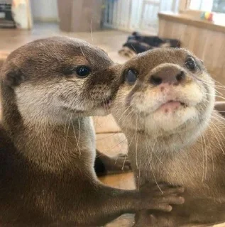 😘 emoji Otters🦦by @nightlitestick Telegram sticker 18 of 40
