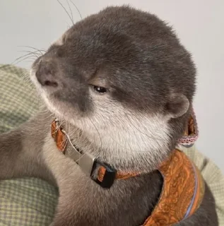 😤 emoji Otters🦦by @nightlitestick Telegram sticker 23 of 40