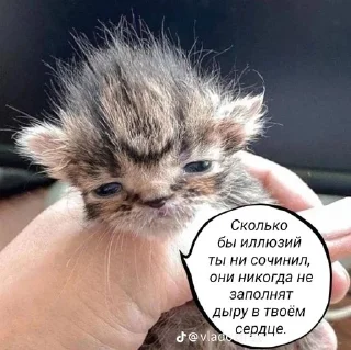 Sticker from Котофуцианство