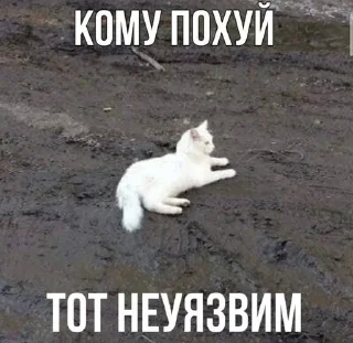 😎 emoji Пиздатые коты Telegram sticker 22 of 97