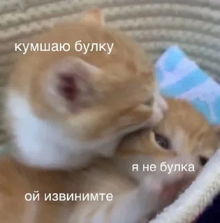 🥺 emoji Пиздатые коты Telegram sticker 10 of 97