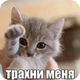 🐱 emoji Stickers by Фантом Telegram sticker 14 of 22