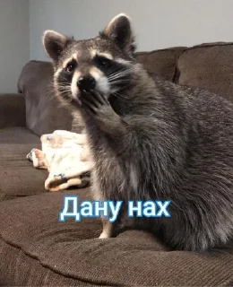 🌟 emoji Енотик Обожрун Telegram sticker 22 of 40