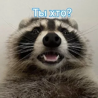 🌟 emoji Енотик Обожрун Telegram sticker 10 of 40