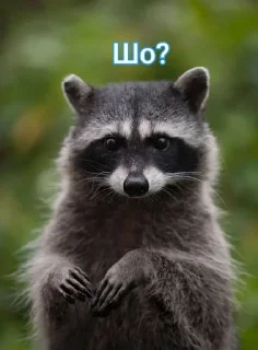 🌟 emoji Енотик Обожрун Telegram sticker 6 of 40