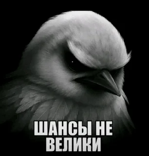 Sticker from Ебучие птицы/by мантис