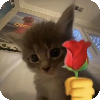 🐱 emoji Пакетик Telegram sticker 23 of 77