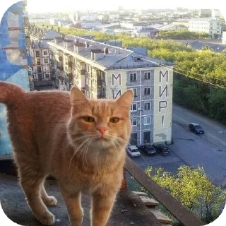 🐱 emoji Котенки Telegram sticker 10 of 49