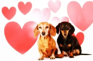 ❤️ emoji LOVELOVELOVE Telegram sticker 21 of 41