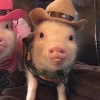 🤠 emoji Хрюшки Telegram sticker 10 of 34
