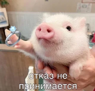 🥰 emoji Хрюшки Telegram sticker 5 of 34