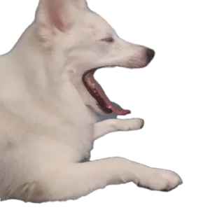 🐱 emoji дог банда Telegram sticker 14 of 20