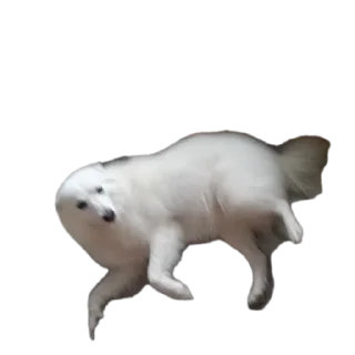 🐶 emoji дог банда Telegram sticker 11 of 20