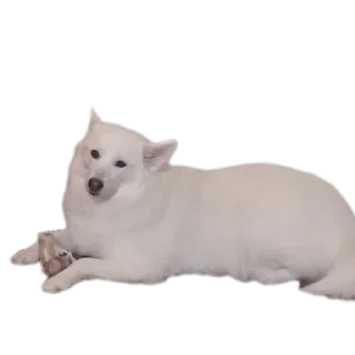 🐶 emoji дог банда Telegram sticker 13 of 20