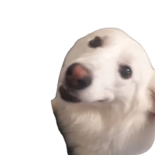 🐶 emoji дог банда Telegram sticker 16 of 20