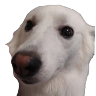 🐶 emoji дог банда Telegram sticker 17 of 20
