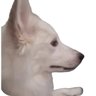 🐶 emoji дог банда Telegram sticker 19 of 20