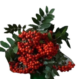 🌟 emoji Им.Мазанцъ! Telegram sticker 6 of 53