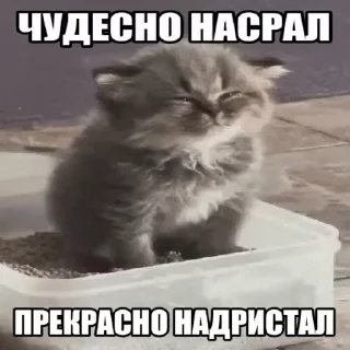 💩 emoji Silly kittens Telegram sticker 22 of 23