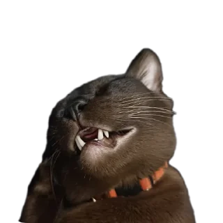 🐱 emoji Малыши Telegram sticker 9 of 10
