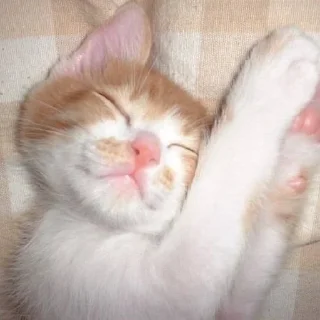 Sticker from KITTENS