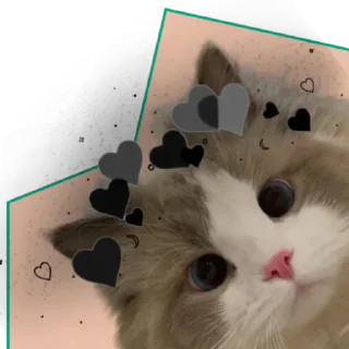 🖤 emoji ♡Примарні котики♡ Telegram sticker 19 of 36