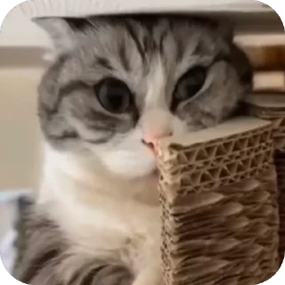 🫥 emoji Избранное Telegram sticker 9 of 21