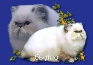 Sticker from котёночек
