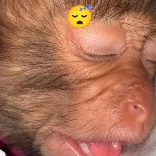 😴 emoji Бибизяна Telegram sticker 8 of 8