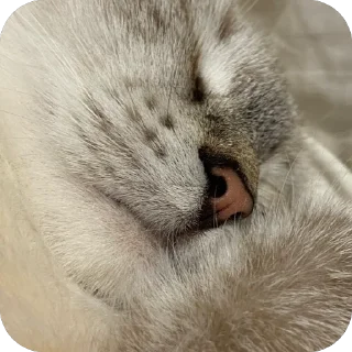 😴 emoji айла не в восторге Telegram sticker 8 of 57
