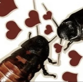 ❤️ emoji pretty insects ✨🪳✨✨ Telegram sticker 24 of 74