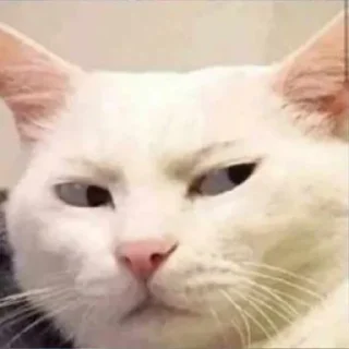 😒 emoji котики♡︎ Telegram sticker 5 of 19