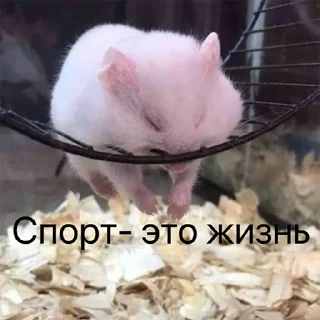 💀 emoji Хомычи Telegram sticker 16 of 19