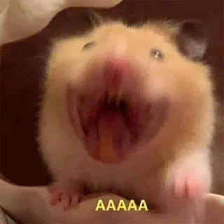 😵 emoji Хомычи Telegram sticker 15 of 19