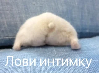 Sticker from Хомычи