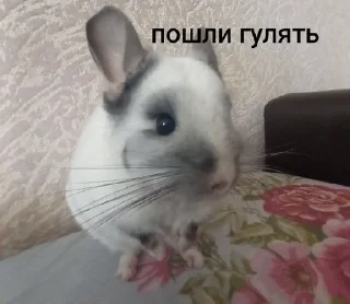🌟 emoji Шусинятки Telegram sticker 13 of 43