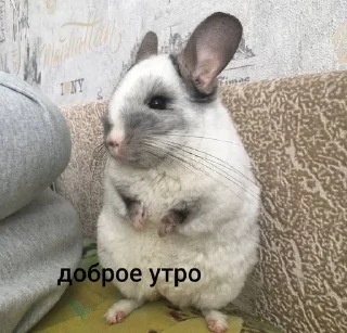 🌟 emoji Шусинятки Telegram sticker 12 of 43