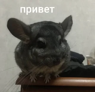 🌟 emoji Шусинятки Telegram sticker 7 of 43
